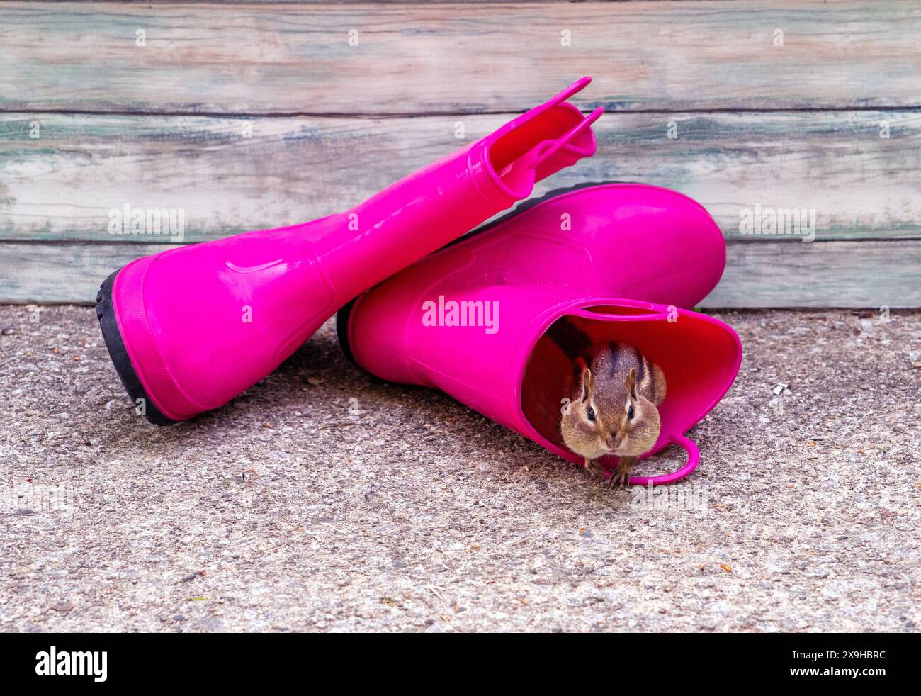Fröhlicher Streifenhörnchen kriecht aus einem knallrosa Paar Arbeitsstiefel Stockfoto