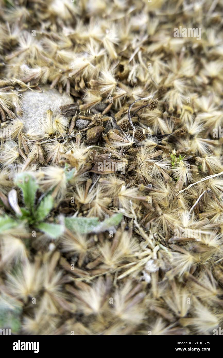 Detail von Pollen und Baumflaumen an einem Frühlingstag Stockfoto
