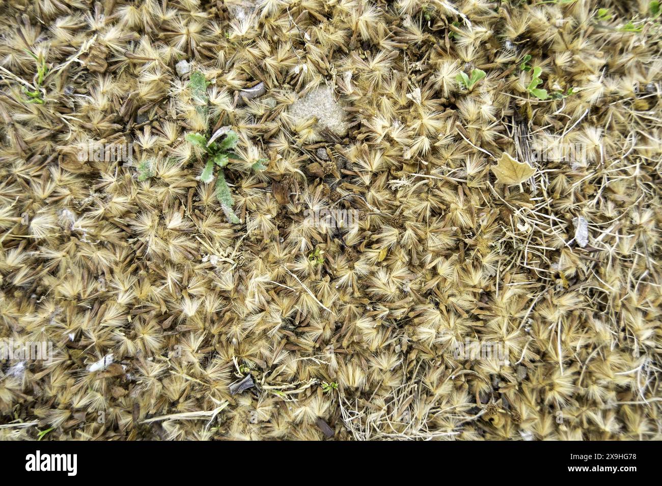 Detail von Pollen und Baumflaumen an einem Frühlingstag Stockfoto