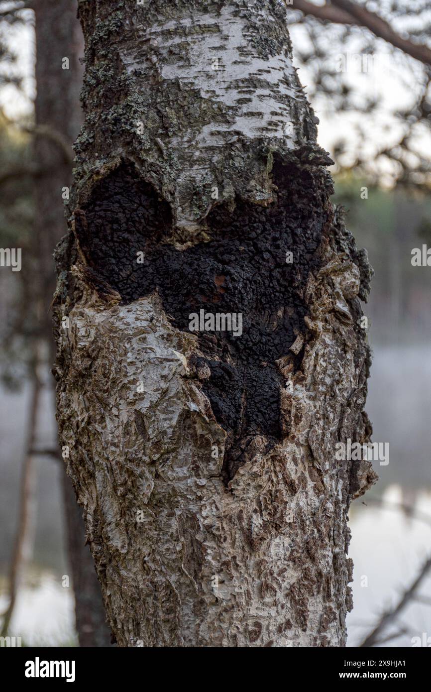 Foto mit Pilzchaga schwarzer Birke aus der Nähe auf dem Stamm eines lebenden Baumes. Stockfoto