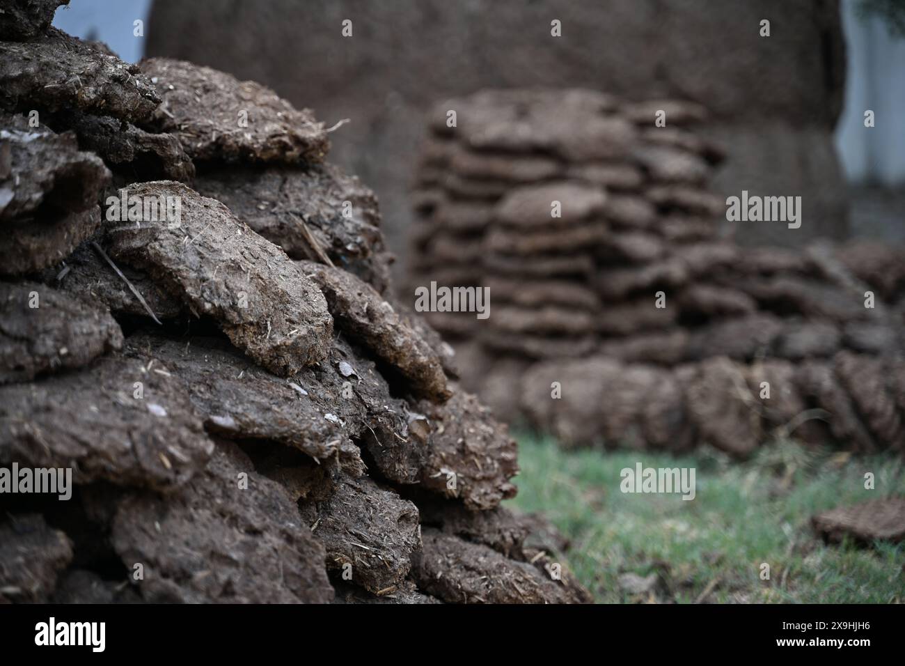 Dieses hochauflösende Bild zeigt Kuhmist-Kuchen, eine traditionelle und umweltfreundliche Brennstoffquelle, die in vielen ländlichen indischen Haushalten zum Kochen verwendet wird. Stockfoto