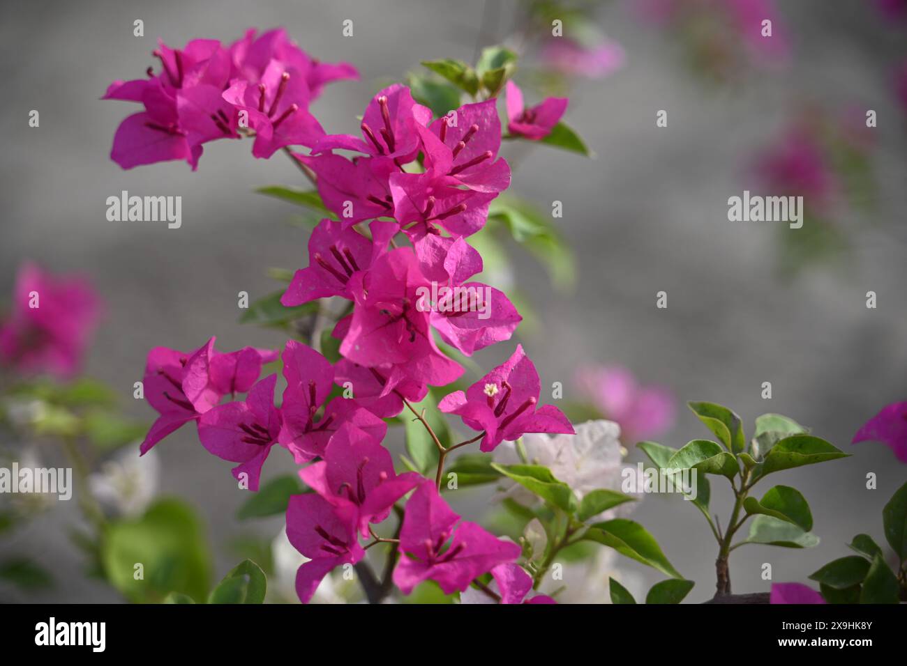 Eine kaskadierende Blüte: Bougainvillea, eine tropische Schönheit, die jeder Landschaft einen Farbtupfer verleiht Stockfoto