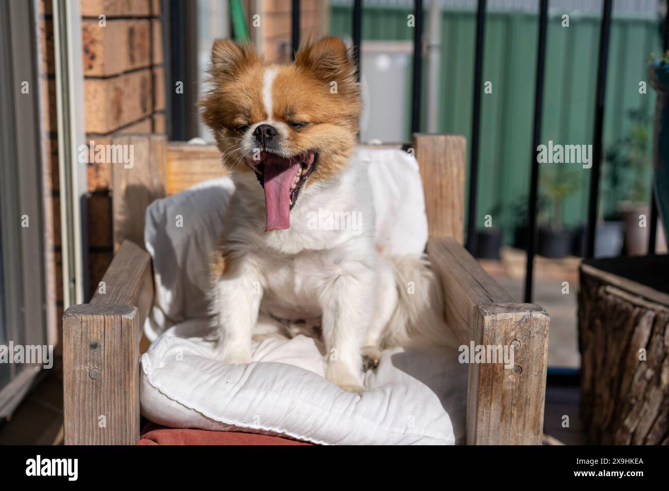 Hund gähnt, morgens wacht der Hund auf Stockfoto