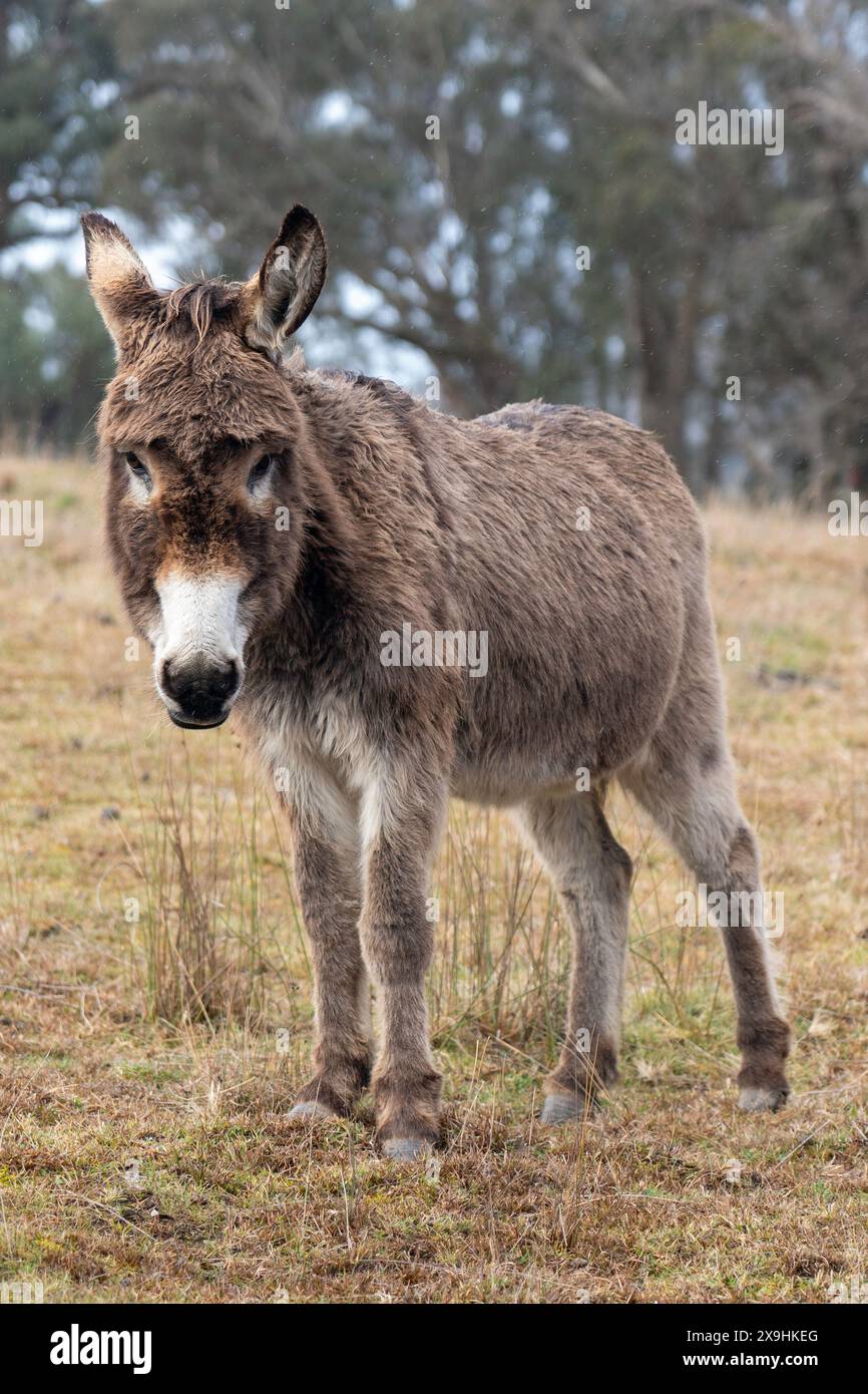 Esel auf einer Farm im Schnee Stockfoto