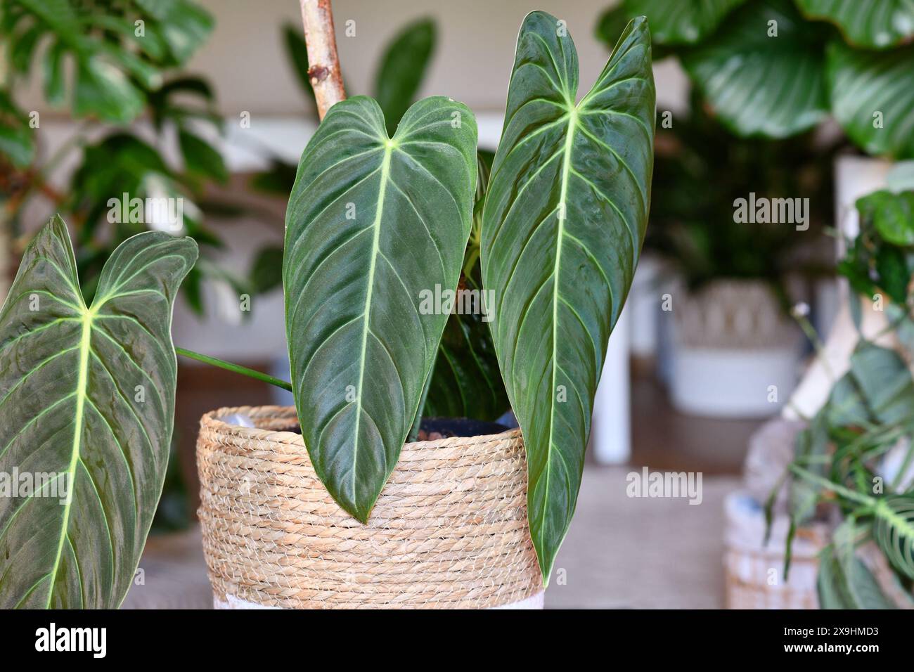 Tropische „Philodendron Melanochrysum“-Zimmerpflanze mit langen Samtblättern im Blumentopf auf dem Tisch im Wohnzimmer Stockfoto