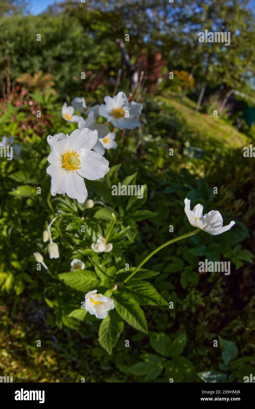 Schneeglöckchen Anemonenblüten (Anemonoides sylvestris oder Anemone sylvestris) wachsen im Kleingarten. Stockfoto