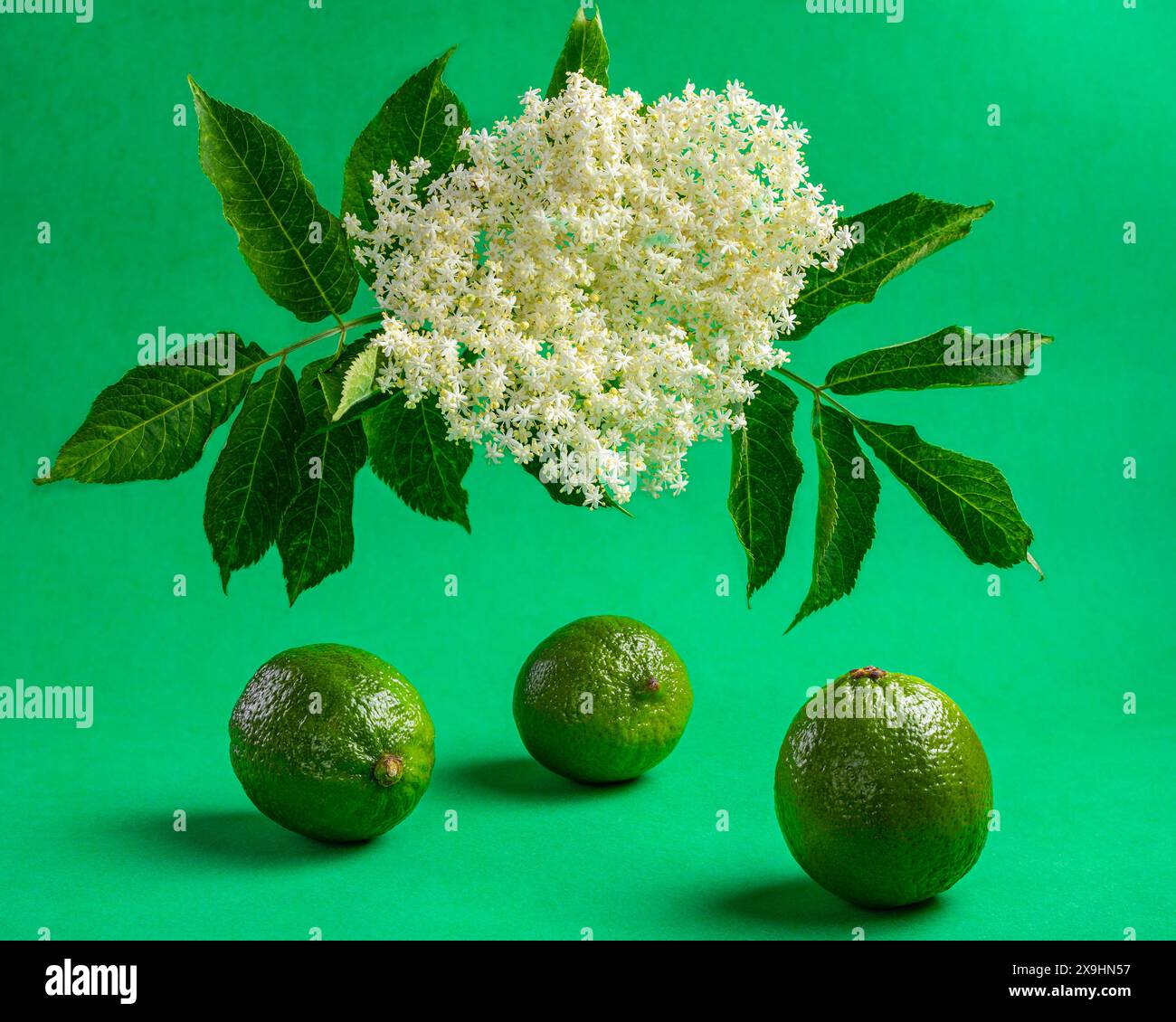 holunderblüten- und Limettengeschmack auf farbenfrohem Hintergrund, fokussiert gestapeltes Studiofoto Stockfoto