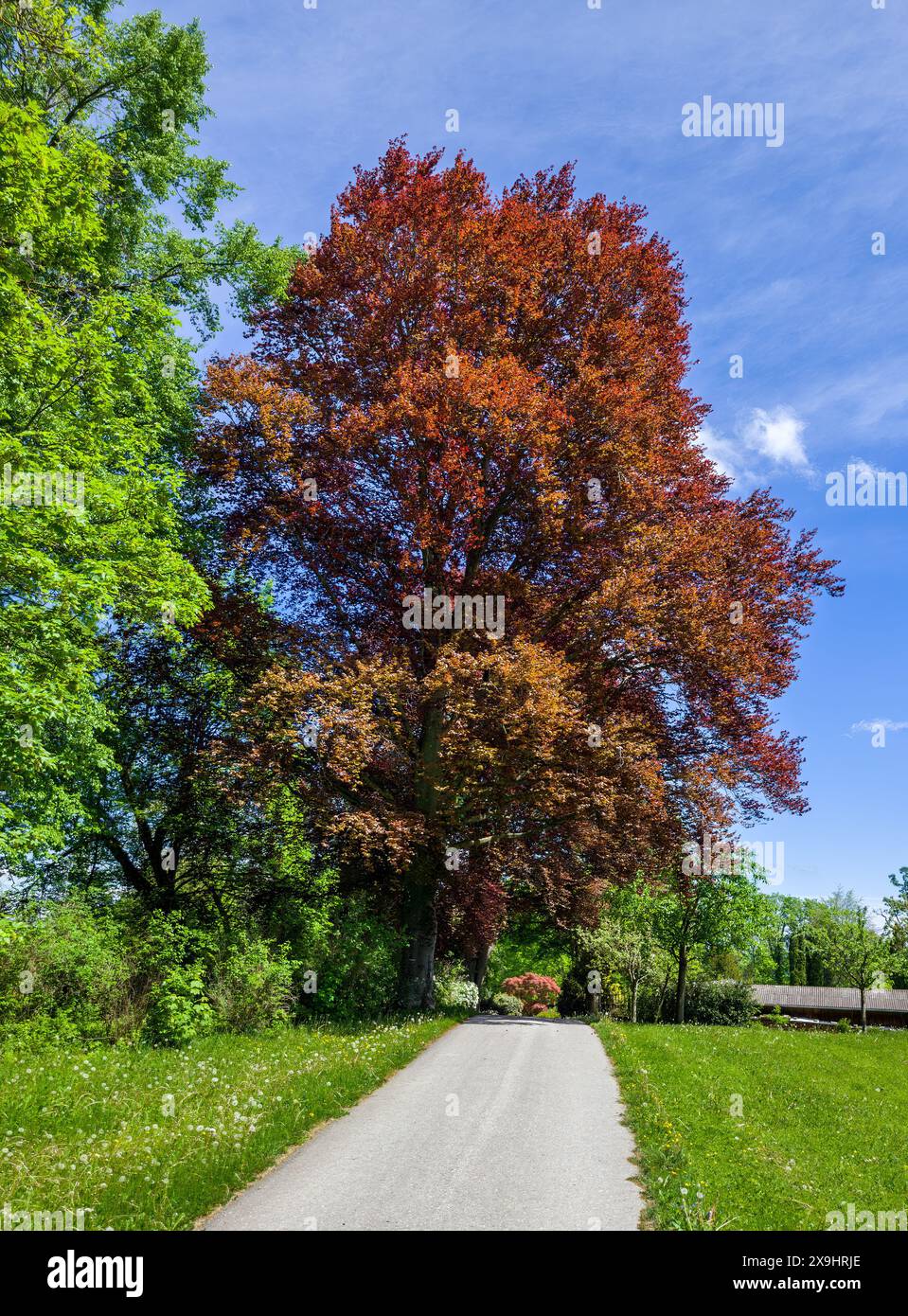 Schöne Kupferbuche (Fagus sylvatica f. purpurea) im Höhenrieder Park, Bernried, Bayern, Deutschland, Europa Stockfoto