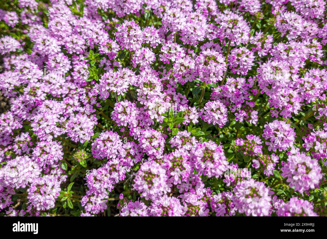 Blühender Kaskadenthymian (Thymus longicaulis ssp. Odoratus), Bayern, Deutschland, Europa Stockfoto