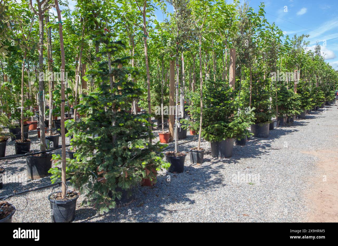 Weg zur Fortpflanzung von Pflanzen in einer Baumschule. Nadelbäume und Mulberriestrees Reihen Stockfoto