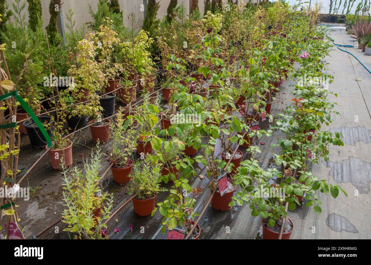 Weg zur Fortpflanzung von Pflanzen in einer Baumschule. Junge Rosensträucher Stockfoto