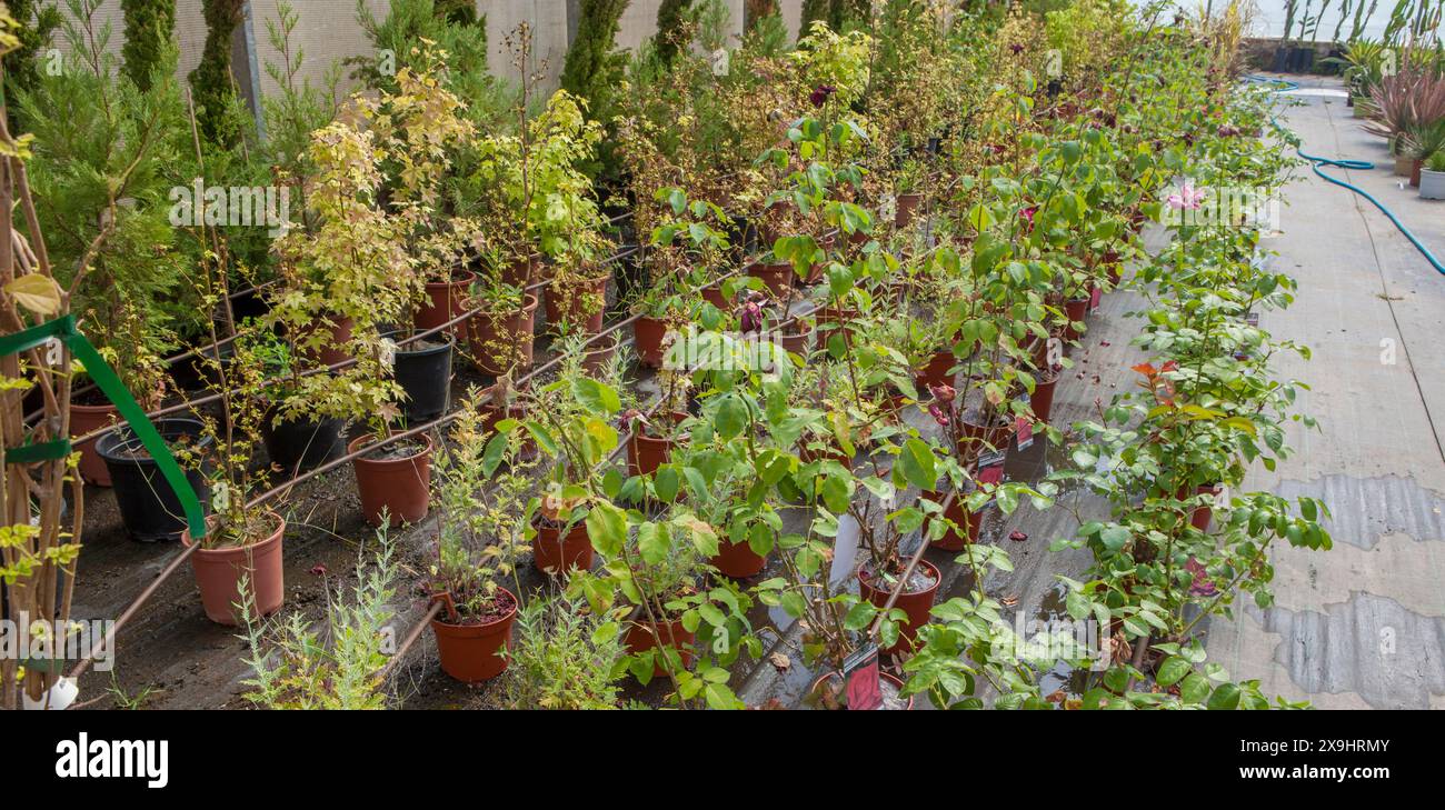 Weg zur Fortpflanzung von Pflanzen in einer Baumschule. Junge Rosensträucher Stockfoto