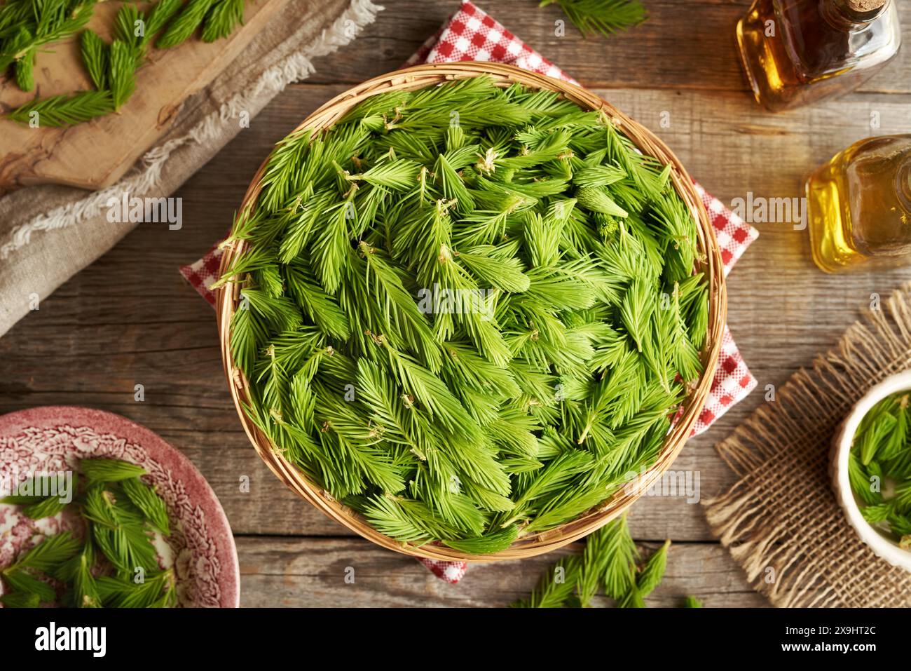 Junge Fichtenspitzen, die im Frühjahr in einem Korb geerntet werden - Zutat für Kräutersirup, Draufsicht Stockfoto