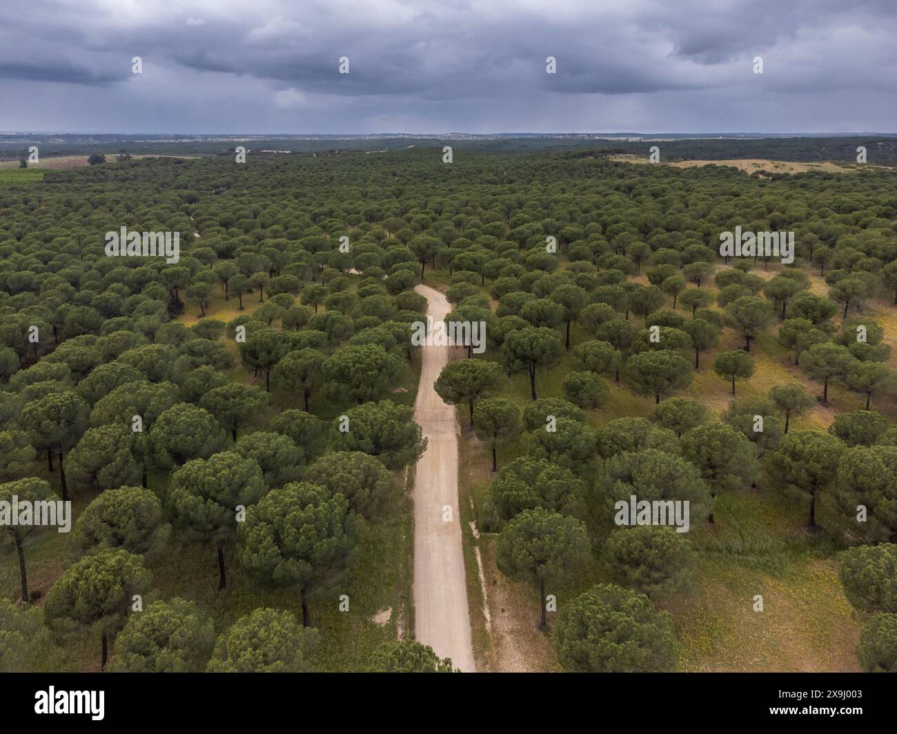 Kiefernwald von San Walabonso, Niebla, Huelva, Andalusien, Spanien. Stockfoto