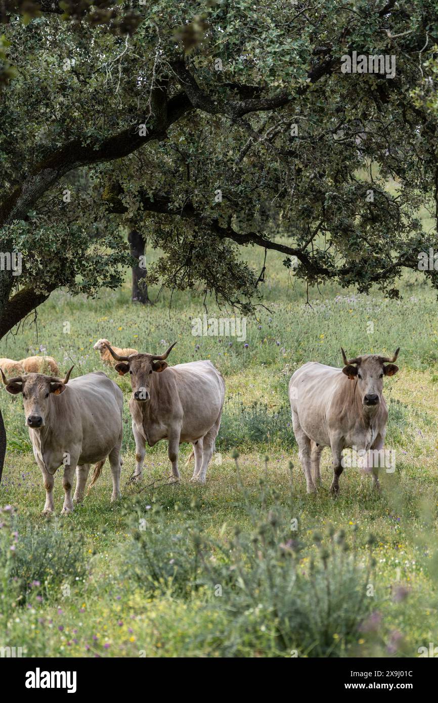 Weidekühe auf typischer Weide, andalusische Rinderrasse Cárdena, in der Nähe von Valverde del Camino, Campiña Andévalo Commonwealth, Huelva, Andalusien, Spanien. Stockfoto