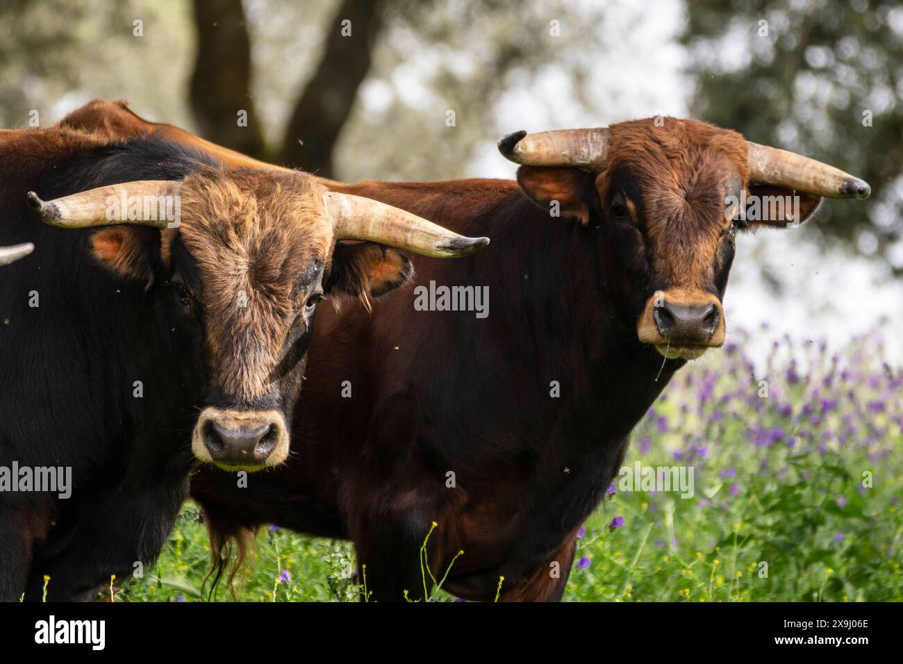 Kampf gegen Stiere auf der Weide, Aracena Circular Trail - Monte San Miguel - Aracena - PR-A 49, Cortijo Monte San Miguel, El Parralejo Viehzucht, Huelva, Andalusien, Spanien. Stockfoto