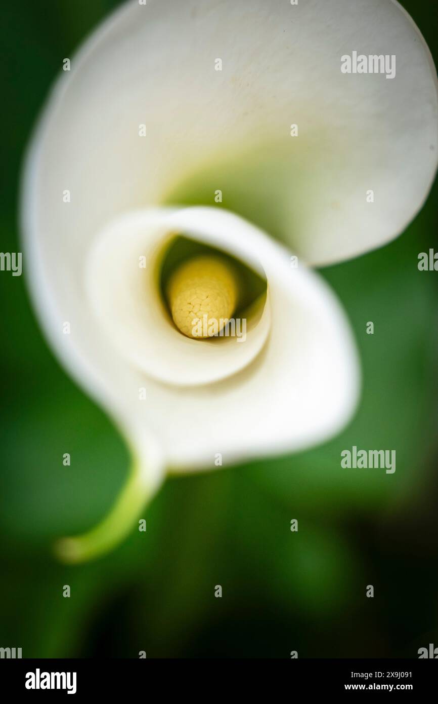 Calla palustris, monotypische Gattung der blühenden Pflanzen, Familie Araceae, Mallorca, Spanien. Stockfoto