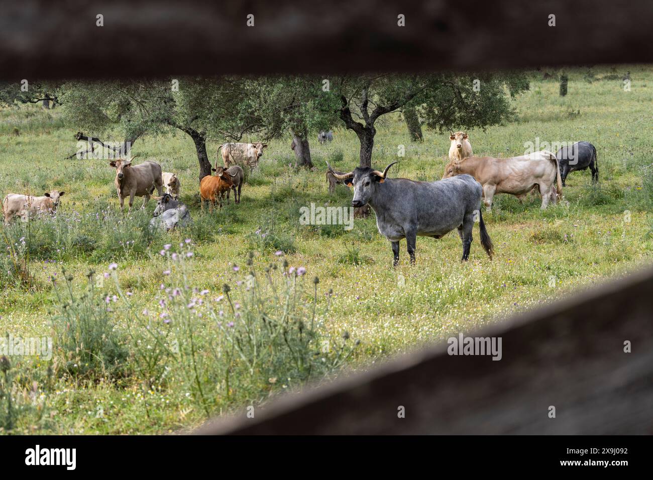 Weidekühe auf typischer Weide, andalusische Rinderrasse Cárdena, in der Nähe von Valverde del Camino, Campiña Andévalo Commonwealth, Huelva, Andalusien, Spanien. Stockfoto