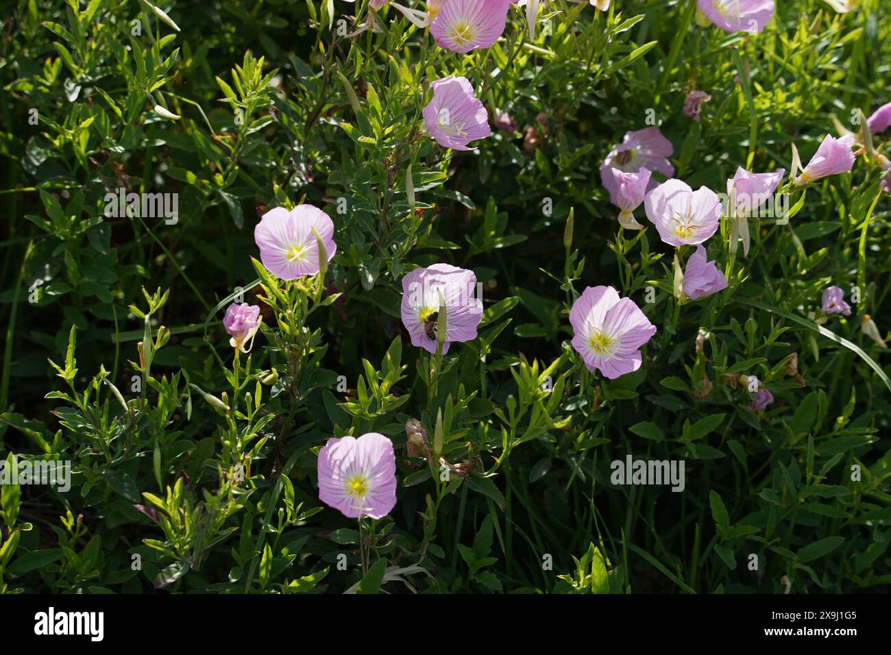 Pinkladies blüht im Frühsommer im Garten Stockfoto