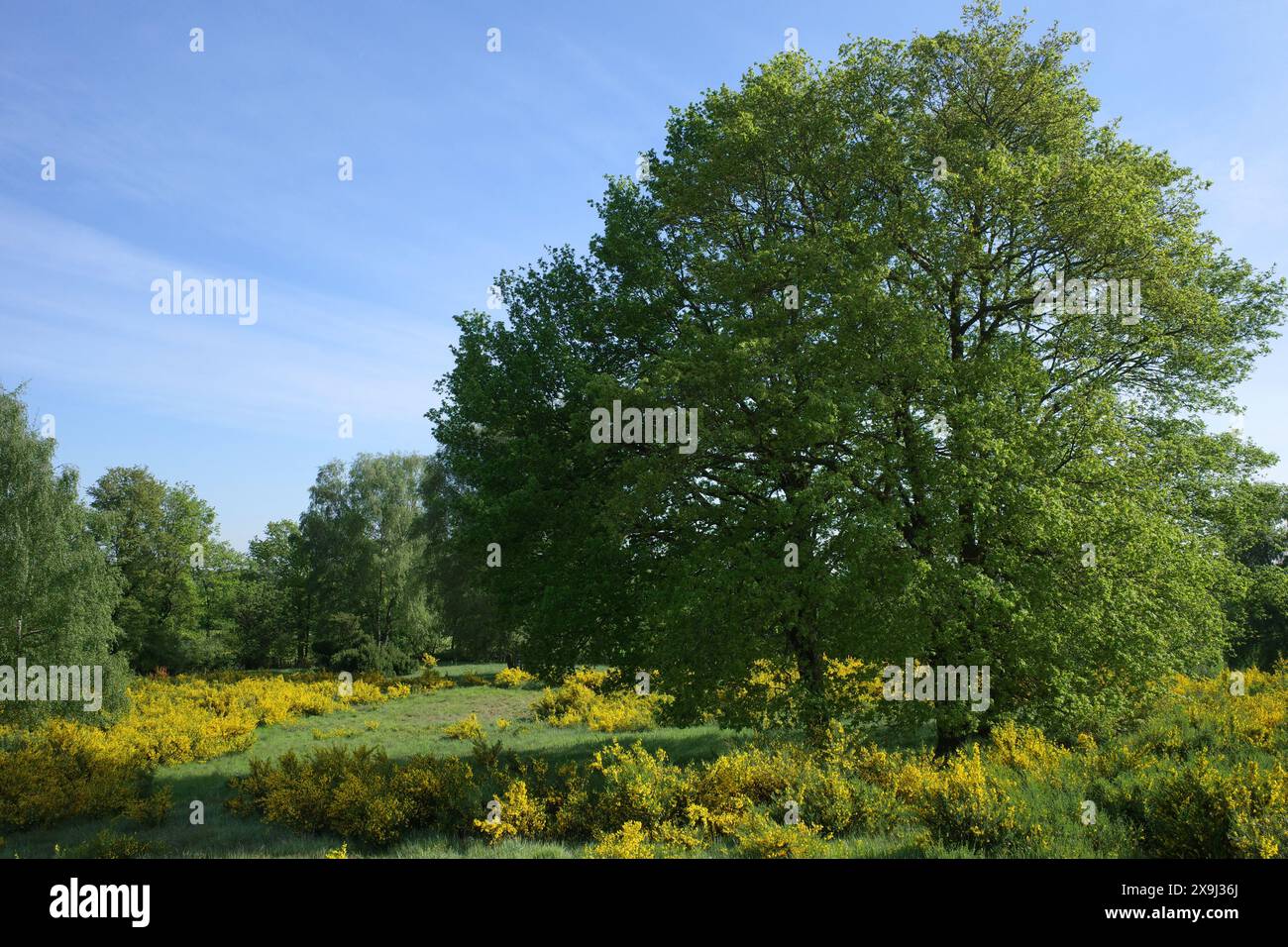 Birkenbäume und blühender Gemeinbesen in ländlicher Umgebung. Die Umwelt ist eine Art Heidefeld mit alten Grabhügeln in Niedersachsen Stockfoto