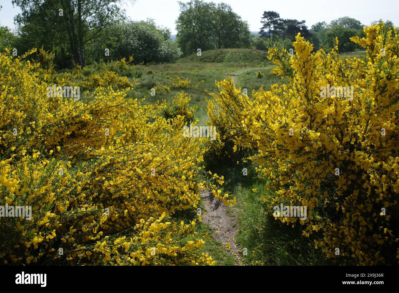 Ein Weg führt durch blühende gelbe Schotch-Besenbüsche. Standort: Gölenkamp, Niedersachsen, Deutschland Stockfoto