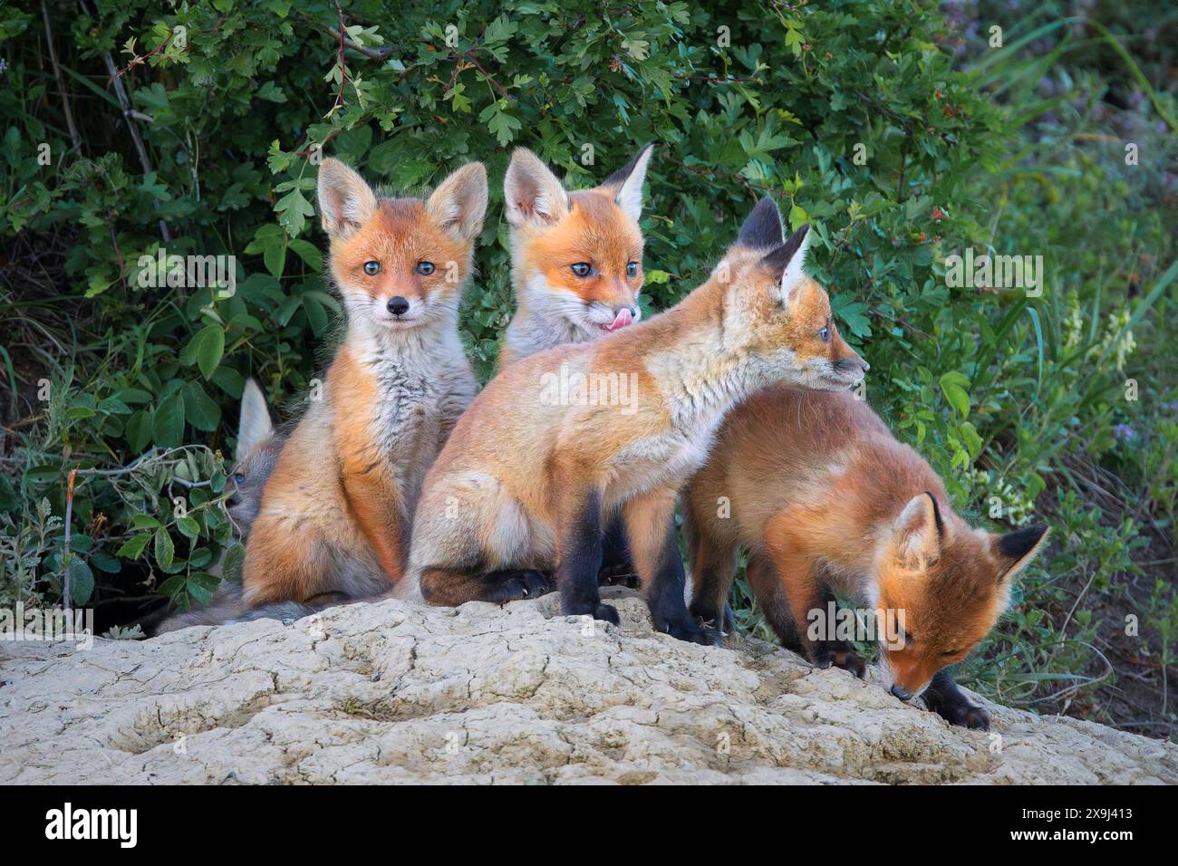 Rotfuchsjungen am Eingang der Höhle (Vulpes vulpes) Stockfoto