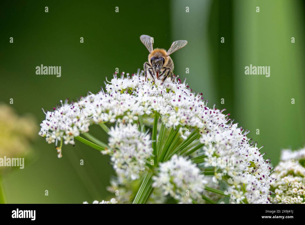 Nahaufnahme einer Biene, die sich an blühender Kuh-Petersilie ernährt Stockfoto