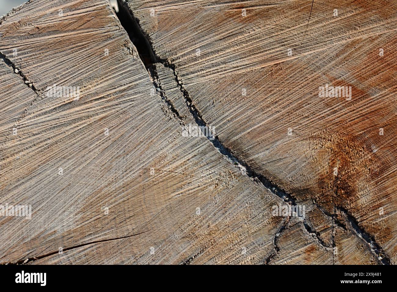 Hintergrund eines frisch geschnittenen Treibholzstamms Stockfoto
