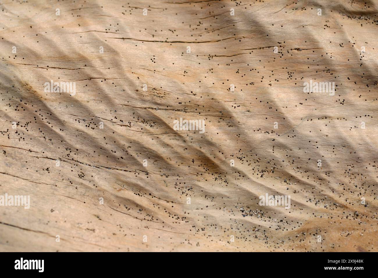 Hintergrund eines verwitterten Treibholzstammes Stockfoto