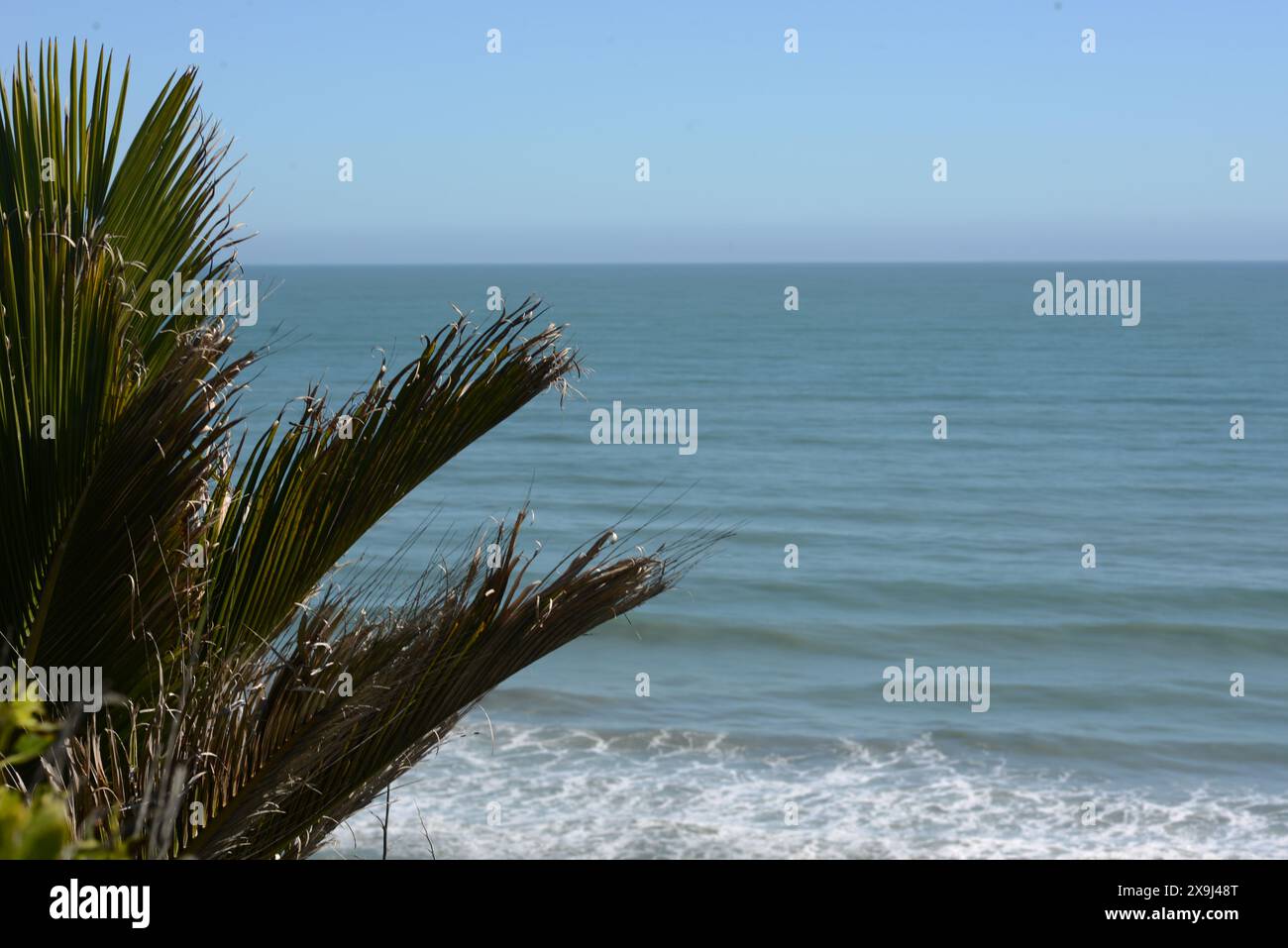 Eine Nikau-Palme überblickt den Pazifik in der Nähe von Point Elizabeth an der Westküste Neuseelands Stockfoto