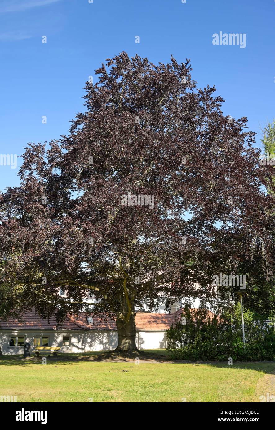 Blutbuche auf dem Gelände Krankenhaus Waldfriede, Zehlendorf, Bezirk Steglitz-Zehlendorf, Berlin, Deutschland Stockfoto