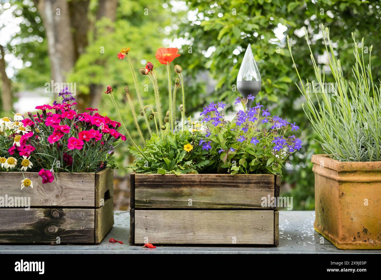 Verschiedene bienenfreundliche Blumen in Holzkiste auf dem Balkon Stockfoto