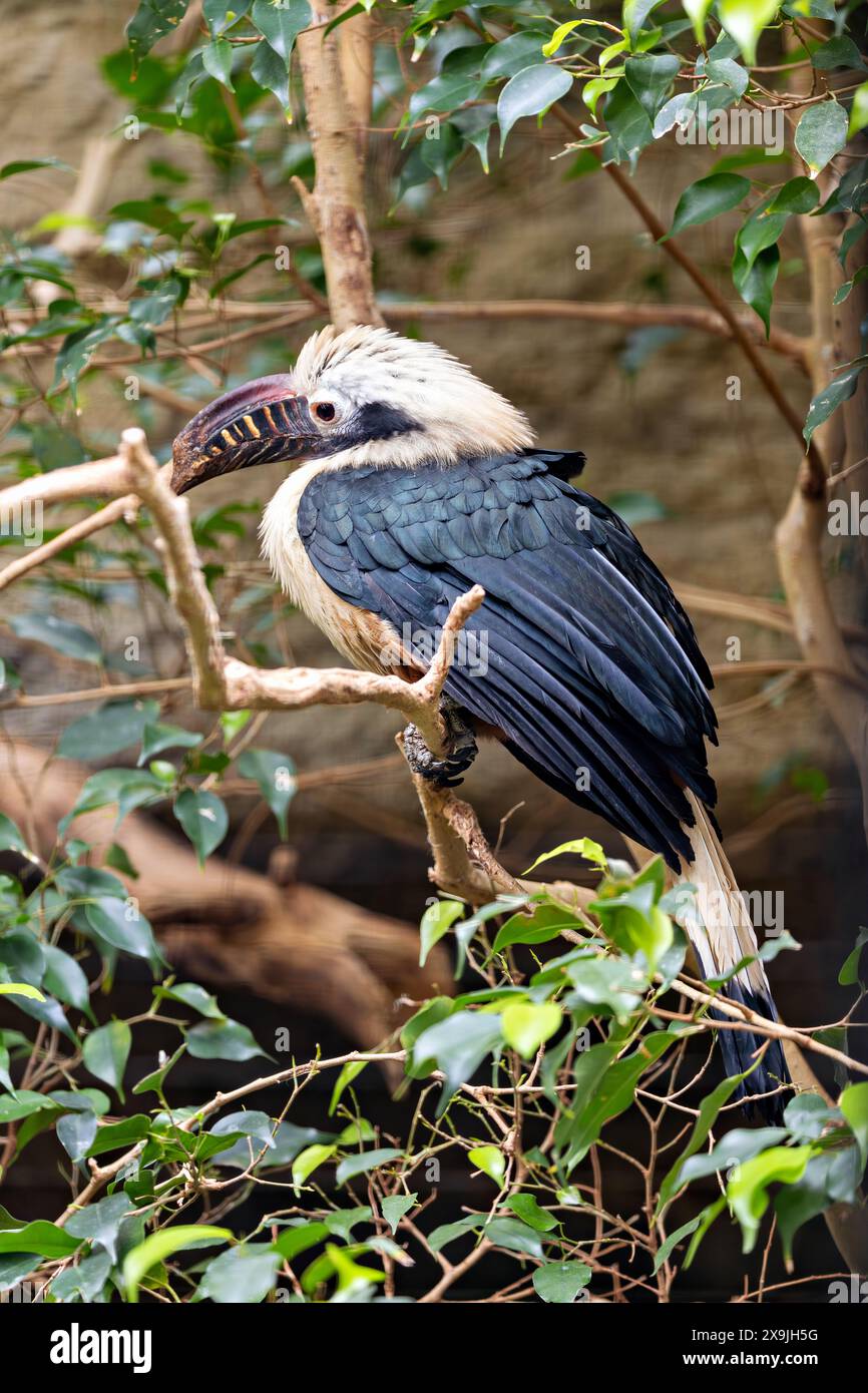 Der Visayan-Nashornvogel, der auf den Visayan-Inseln auf den Philippinen beheimatet ist, hat ein markantes schwarz-weißes Gefieder. Dieses Foto zeigt seine einzigartige P Stockfoto