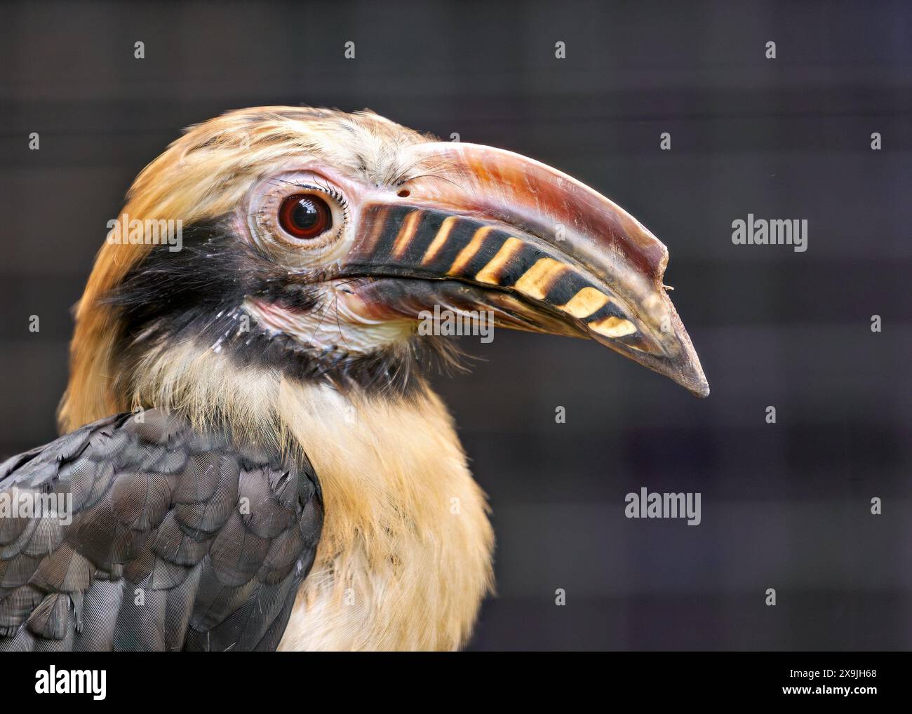 Der Visayan-Nashornvogel, der auf den Visayan-Inseln auf den Philippinen beheimatet ist, hat ein markantes schwarz-weißes Gefieder. Dieses Foto zeigt seine einzigartige P Stockfoto