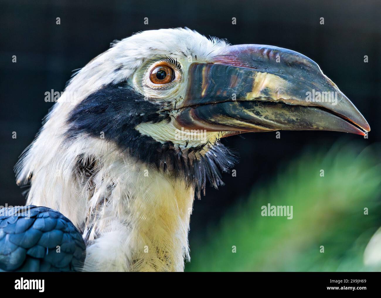 Der Visayan-Nashornvogel, der auf den Visayan-Inseln auf den Philippinen beheimatet ist, hat ein markantes schwarz-weißes Gefieder. Dieses Foto zeigt seine einzigartige P Stockfoto