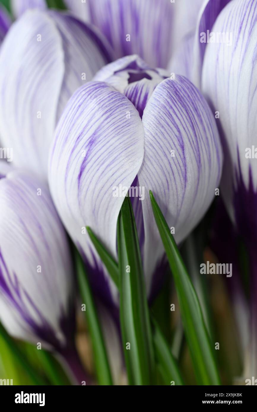 Crocus „Pickwick“ Februar Stockfoto