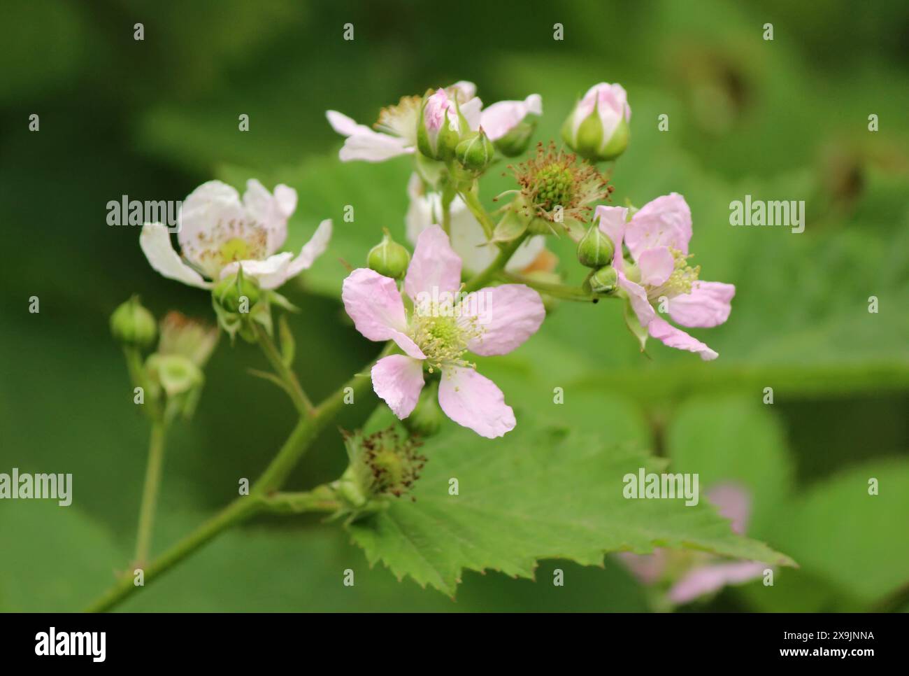 Die Brombeerpflanze blühte im Frühjahr Stockfoto