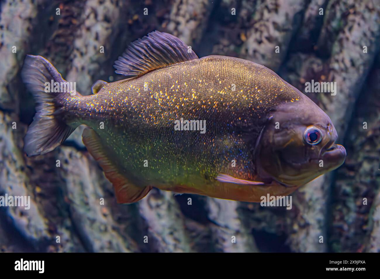 Rotbauchpiranha. Ein Schwarm von Piranha-Fischen. Relativ gefährliche Süßwasserfische. Rotbauchpiranhas Pygocentrus nattereri - südamerikanische Fische. Stockfoto