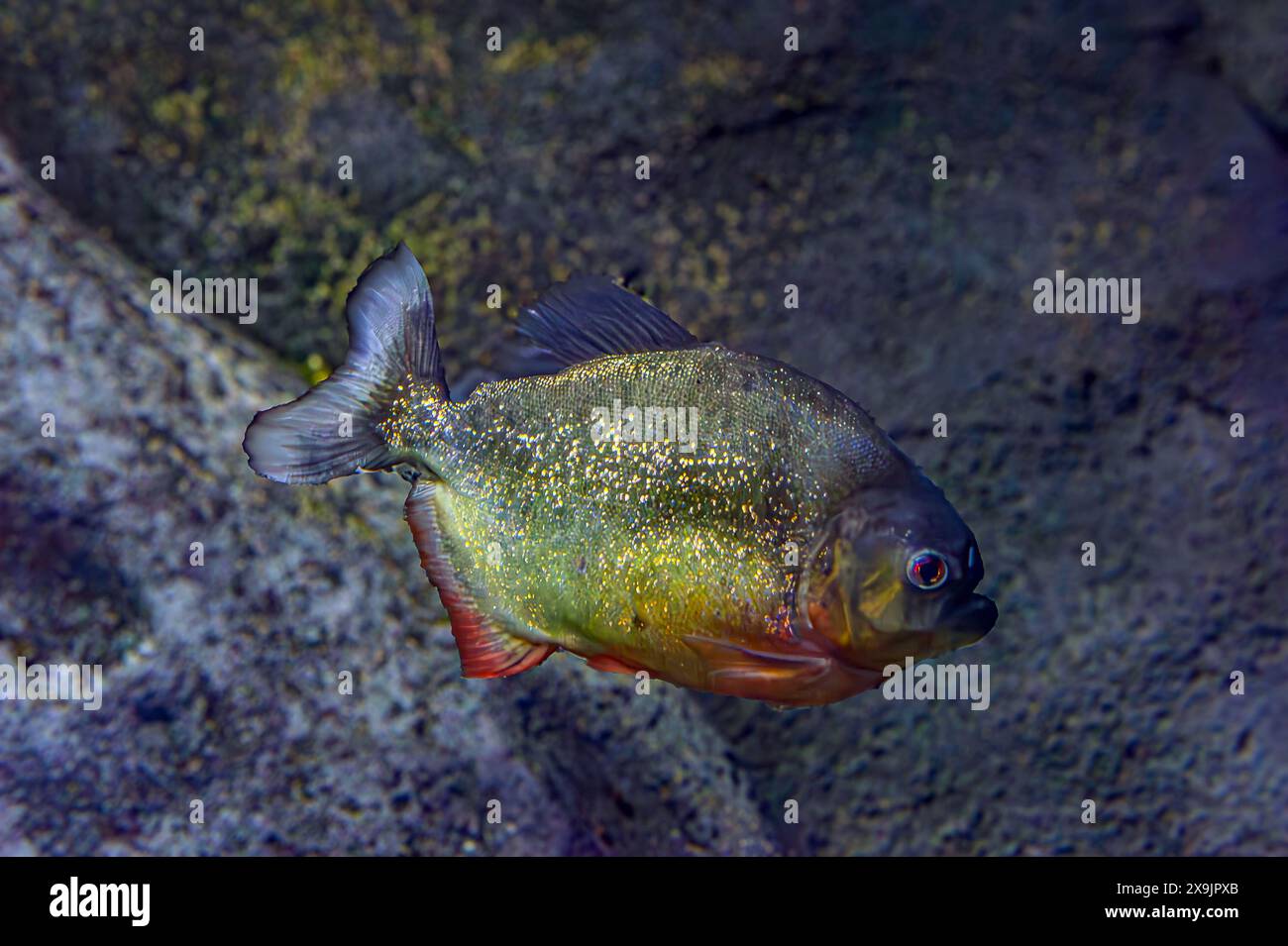 Rotbauchpiranha. Ein Schwarm von Piranha-Fischen. Relativ gefährliche Süßwasserfische. Rotbauchpiranhas Pygocentrus nattereri - südamerikanische Fische. Stockfoto