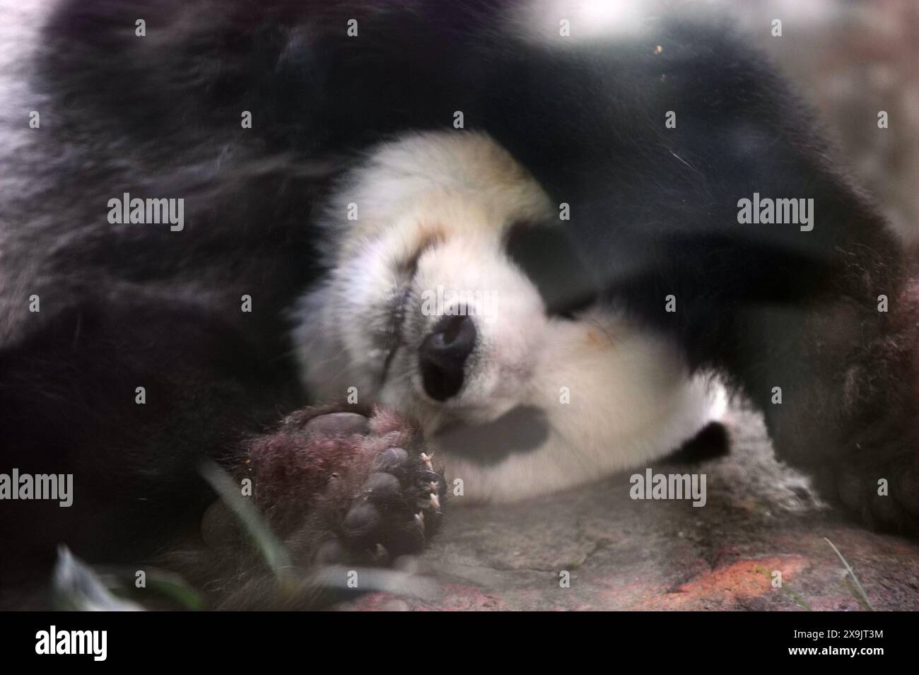 (240601) -- ADELAIDE, 1. Juni 2024 (Xinhua) -- der Riesenpanda Fu Ni wird am 1. Juni 2024 im Adelaide Zoo in Adelaide, Australien, abgebildet. Der männliche Riesenpanda Wang Wang und der weibliche Riesenpanda Fu Ni sind seit 2009 aus China geliehen und gehören zu den beliebtesten Attraktionen des Adelaide Zoo. (Xinhua/Zhang Jianhua) Stockfoto