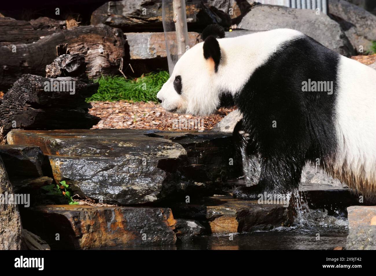 (240601) -- ADELAIDE, 1. Juni 2024 (Xinhua) -- der Riesenpanda Wang Wang wird im Adelaide Zoo in Adelaide, Australien, am 1. Juni 2024 gezeigt. Der männliche Riesenpanda Wang Wang und der weibliche Riesenpanda Fu Ni sind seit 2009 aus China geliehen und gehören zu den beliebtesten Attraktionen des Adelaide Zoo. (Xinhua/Zhang Jianhua) Stockfoto
