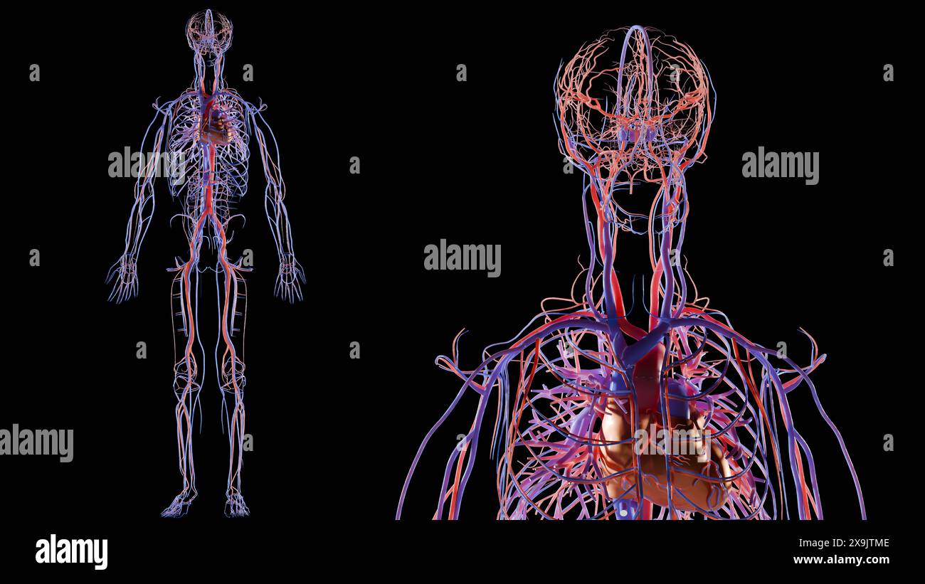 Menschliches arterielles und venöses Kreislaufsystem Anatomie, medizinisch genaue Darstellung des Herzens mit Vänen und Arterien, Blutgefäße Schema, Gefäße, Stockfoto