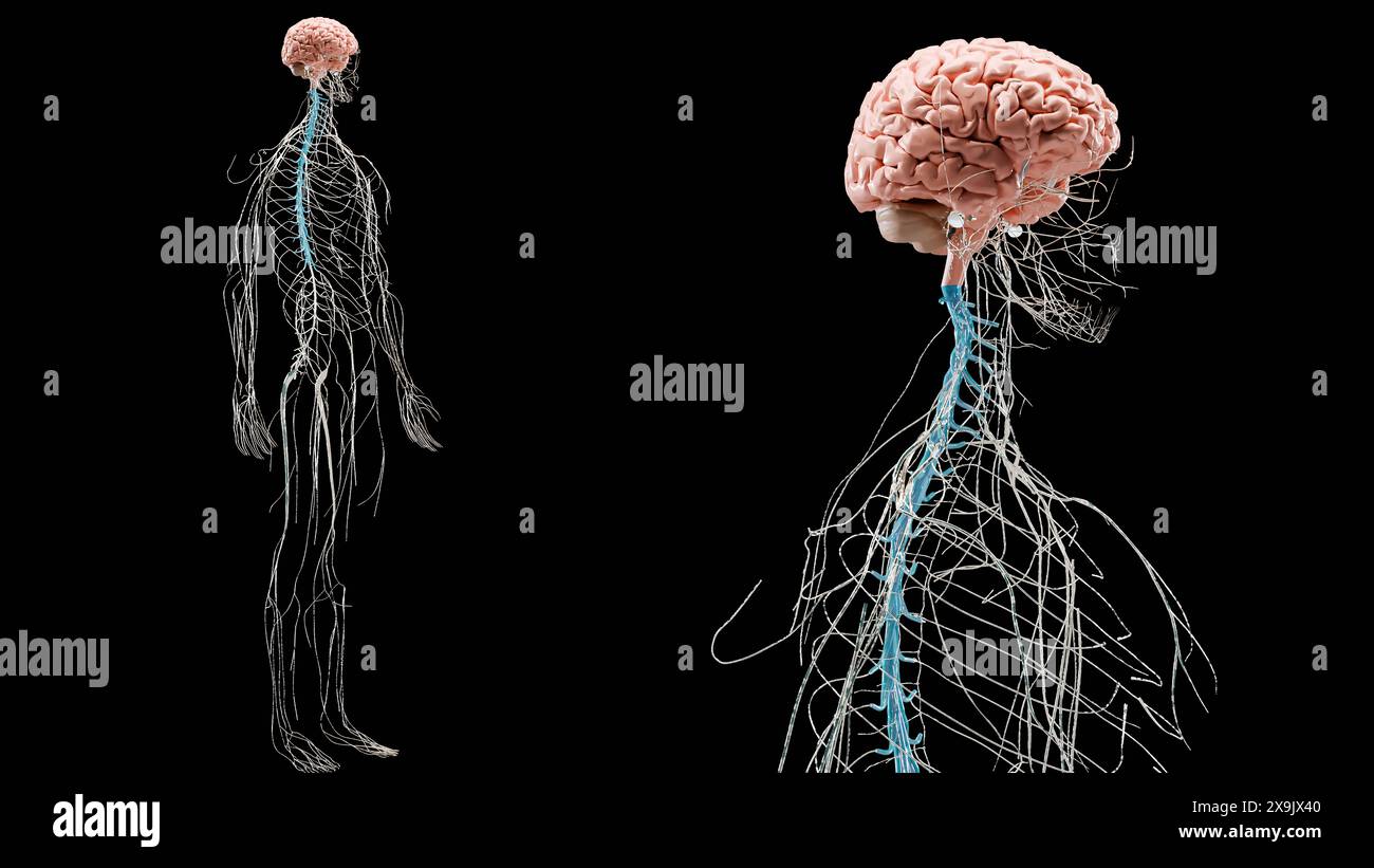 Anatomie des menschlichen Hirnnervensystems, medizinisches Diagramm mit parasympathischen und sympathischen Nerven. Medizinisch genaue Neuronen, Zentralorgan, Wirbelsäulenkor Stockfoto