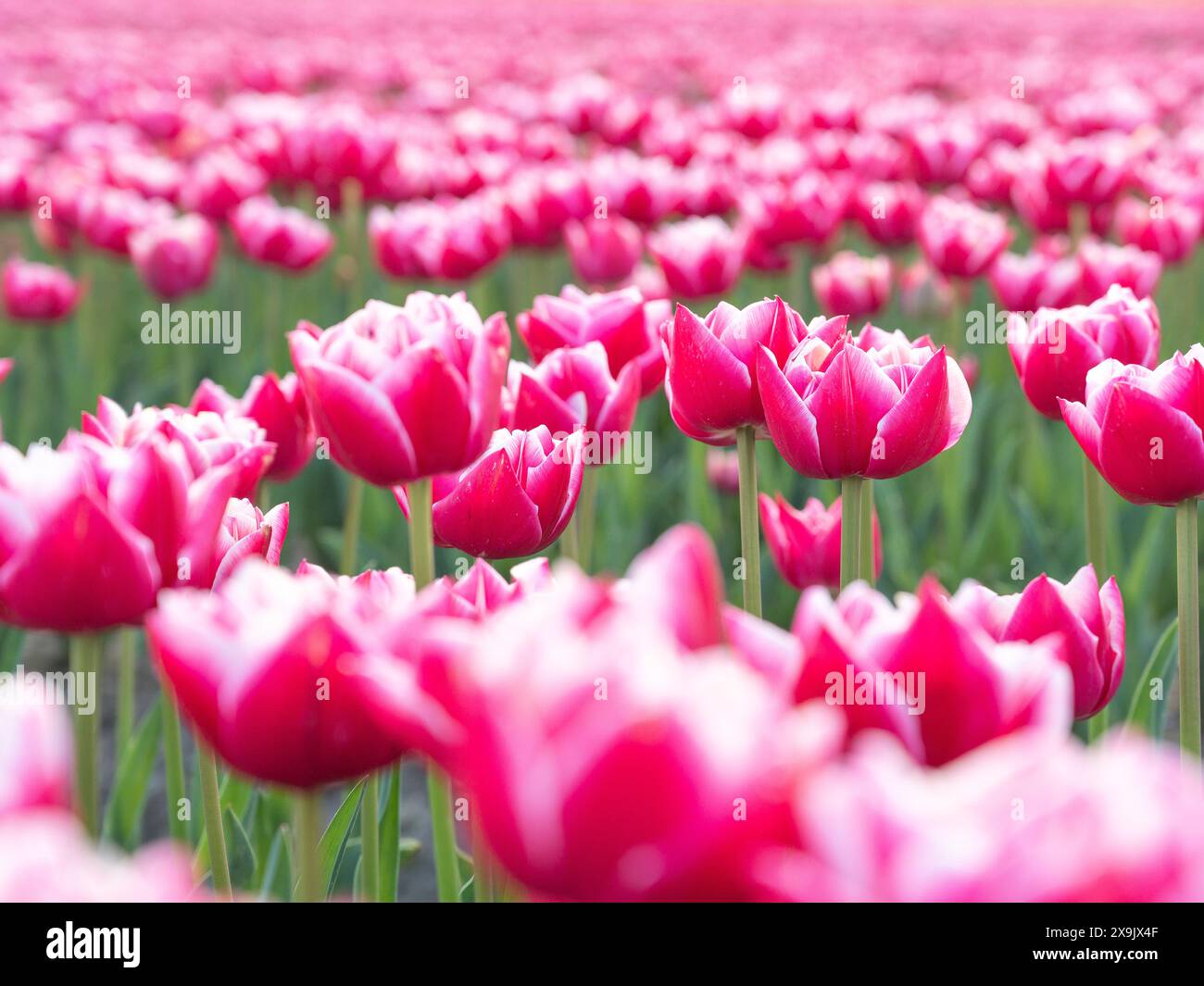 Ein Tulpenfeld mit rosa und weißen Tulpen in der Nähe der niederländischen Stadt Swifterband in den Niederlanden. Hübsche Landwirtschaft mit festlichem Look. Stockfoto