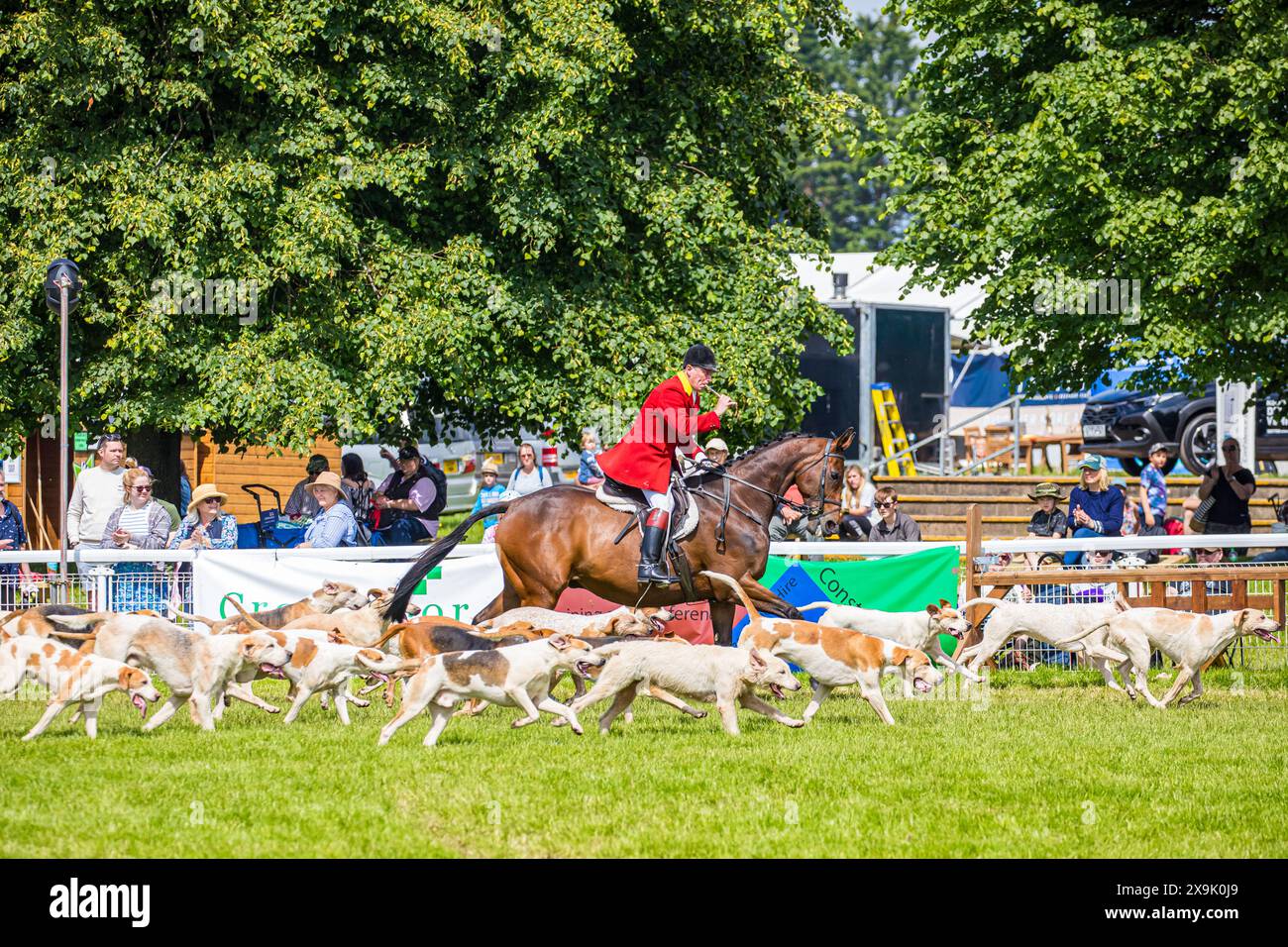 SHEPTON MALLET, SOMERSET, UK, 1. Juni 2024, Parade eines Hundelacks, angeführt vom Jagdmeister in seinem Jagdpinken, bei der Royal Bath and West Show 2024. John Rose/Alamy Live News Stockfoto