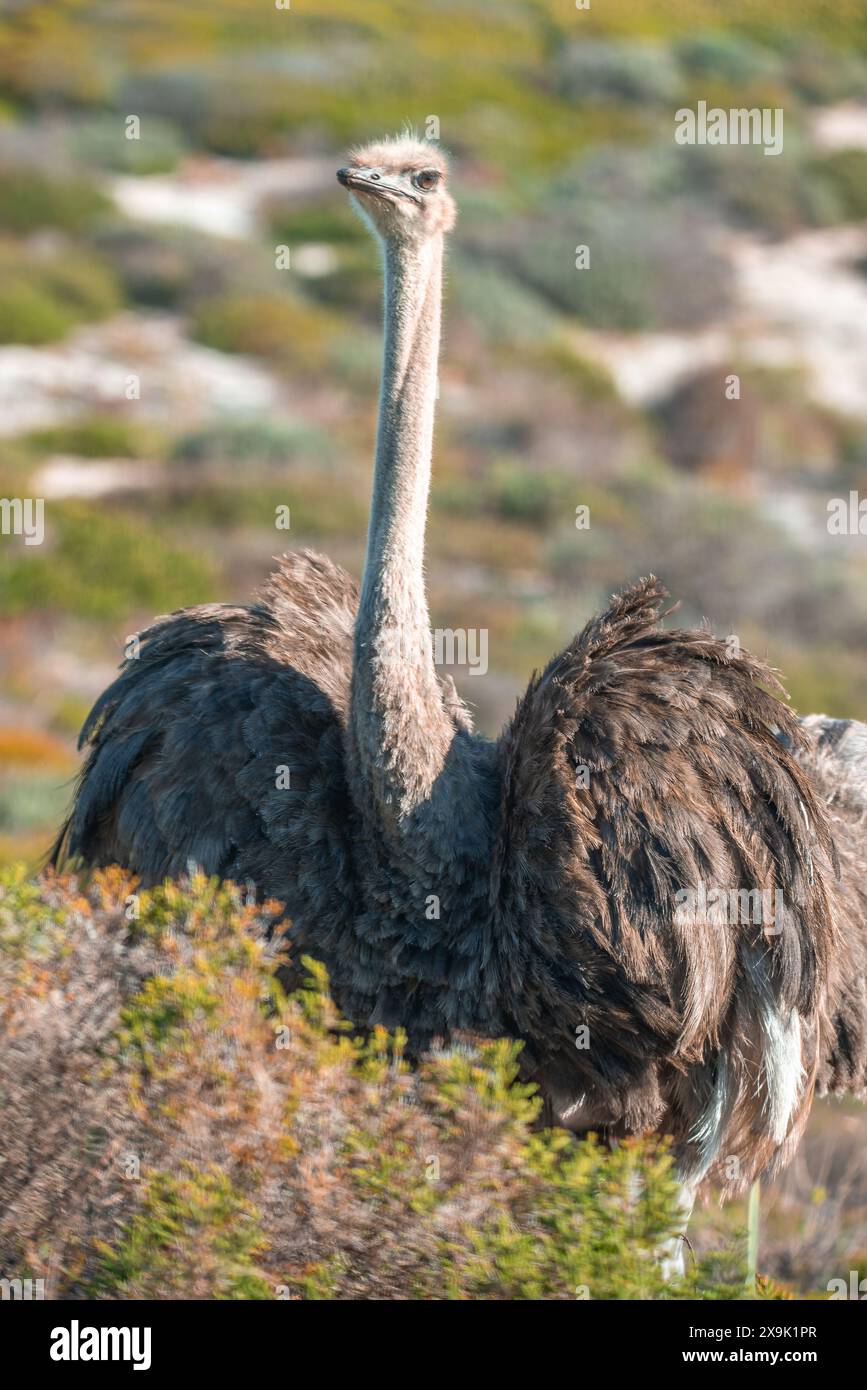 Ein südafrikanischer Strauß, Struthio camelus australis, am Kap der Guten Hoffnung Stockfoto