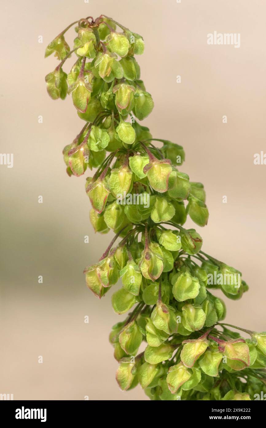 Curled Dock, Rumex crispus, Pflanzen wachsen an der Schindelküste in Norfolk. Juni Stockfoto