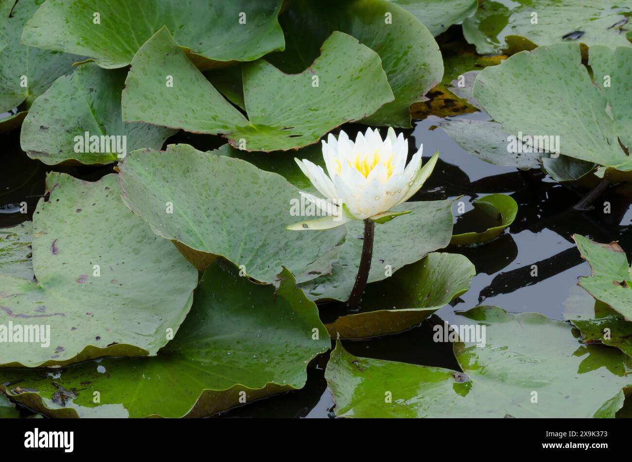 Amerikanische Weißwasserlilie, Nymphaea odorata Stockfoto