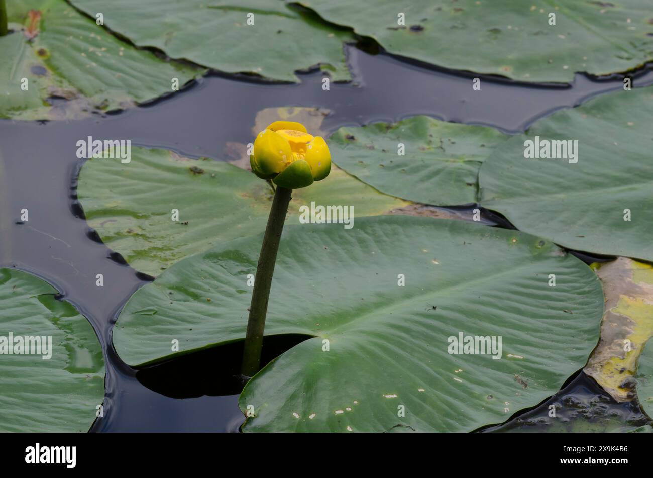Gelbe Teichlilie, Nuphar-Advena Stockfoto