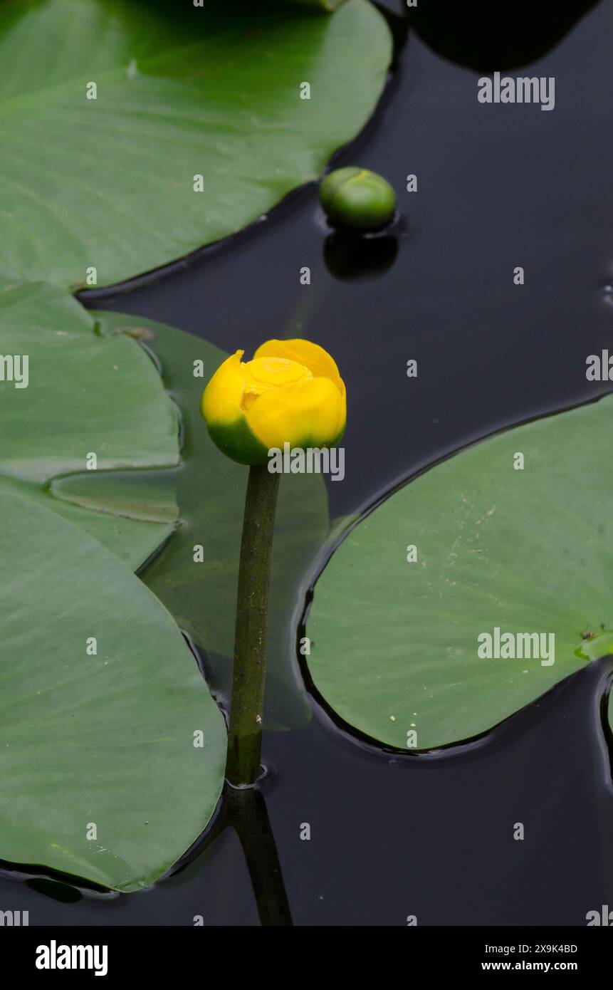 Gelbe Teichlilie, Nuphar-Advena Stockfoto